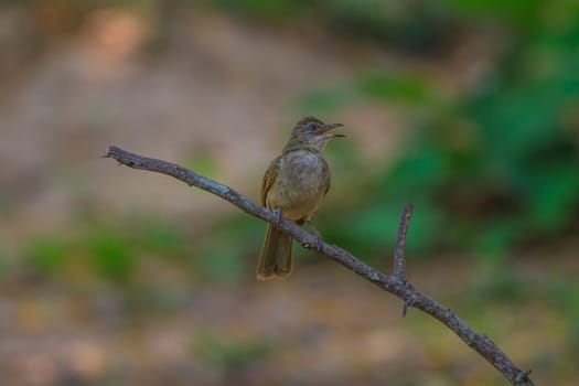 Streak-eared Bulbul (Pycnonotus blanfordi) in nature of Thailand