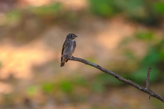 Beautiful black Flycatcher bird, Dark-sided Flycatcher (Muscicapa sibirica), standing on a branch