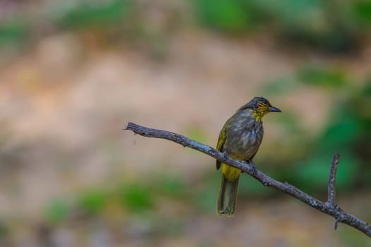 Stripe-throated Bulbul Bird, standing on a branch in nature of thailand