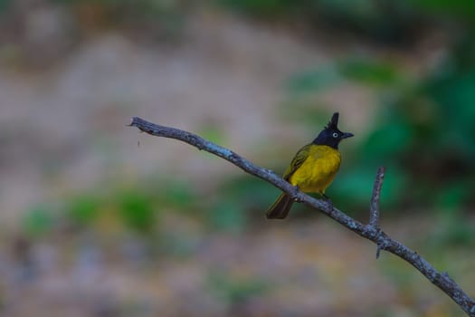 Beautiful bird Black-crested Bulbul , Pycnonotus melanicterus  perched on a branch