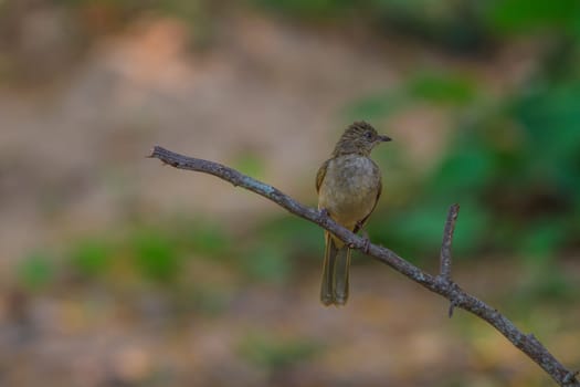Streak-eared Bulbul (Pycnonotus blanfordi) in nature of Thailand