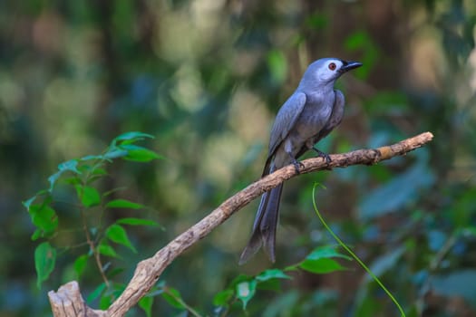 beautiful ashy drongo (Dicrurus leucophaeus)  perching on a branch