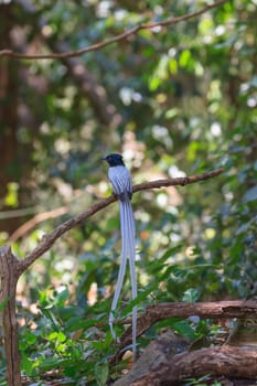 Bird in nature, asian paradise flycatcher perching on a branch