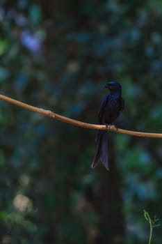 Black drongo, Dicrurus Macrocercus, beautiful bird in forest