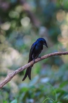 Black drongo, Dicrurus Macrocercus, beautiful bird in forest