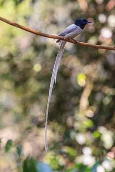 Bird in nature, asian paradise flycatcher perching on a branch