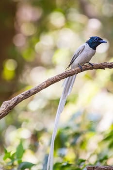 Bird in nature, asian paradise flycatcher perching on a branch