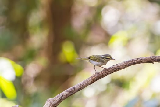 Yellow-browed Warbler (Phylloscopus inornatus) on the branch in nature