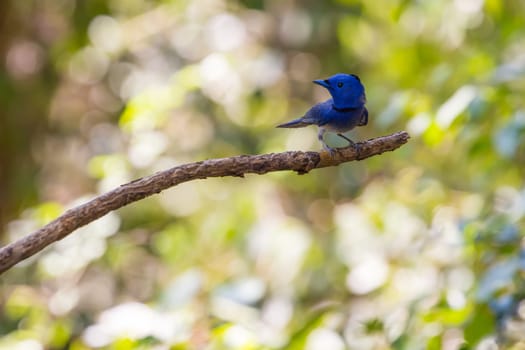 Black-naped monarch (Hypothymis azurea) bird in nature  perching on a branch