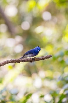 Black-naped monarch (Hypothymis azurea) bird in nature  perching on a branch