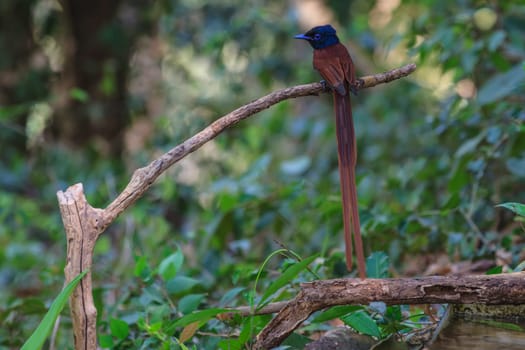 Bird in nature, asian paradise flycatcher perching on a branch