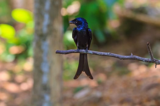 Black drongo, Dicrurus Macrocercus, beautiful bird in forest