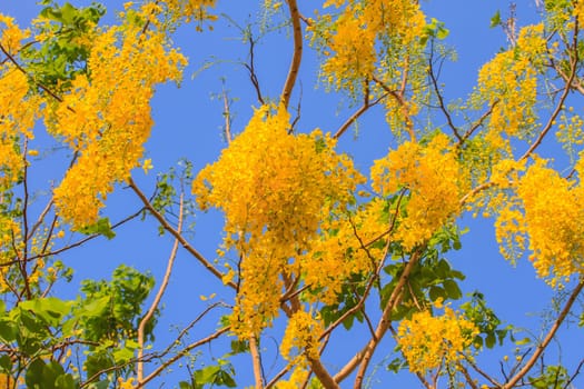 Cassia Fistula in clear blue sky. national tree of Thailand in summer