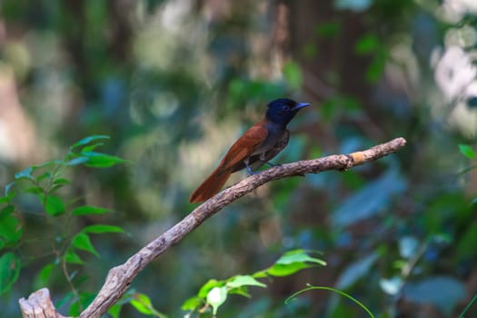 Bird in nature, asian paradise flycatcher perching on a branch
