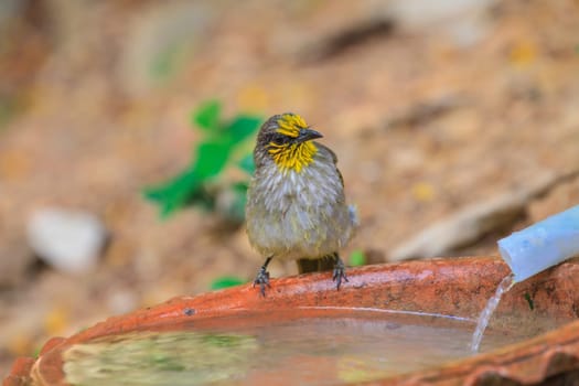 Stripe-throated Bulbul Bird, playing water in summer on hot days