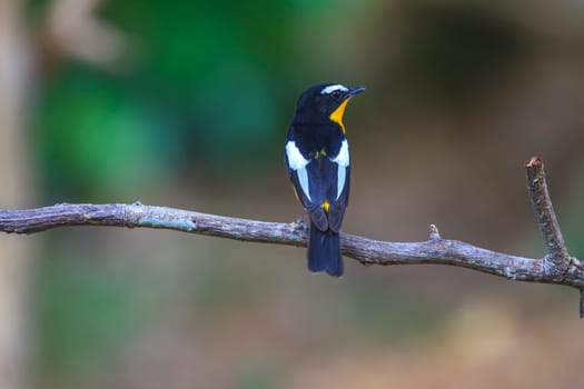 Male Yellow-rumped flycatcher (Ficedula zanthopygia) in nature of Thailand