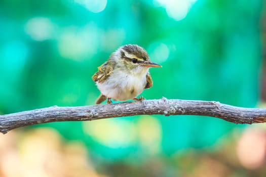 Yellow-browed Warbler (Phylloscopus inornatus) on the branch in nature