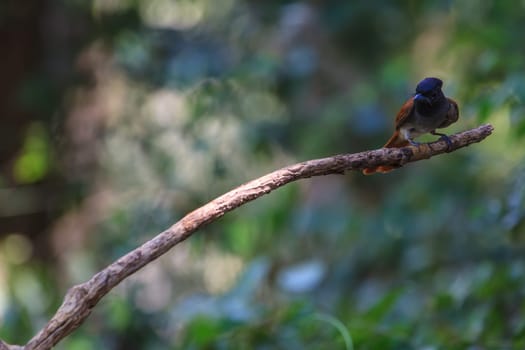 Bird in nature, asian paradise flycatcher perching on a branch