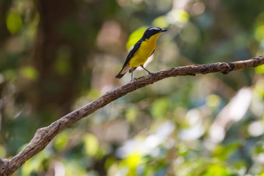 Male Yellow-rumped flycatcher (Ficedula zanthopygia) in nature of Thailand