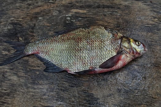 bream with large scales on the gray weathered wooden board, close to