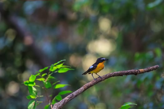 Male Yellow-rumped flycatcher (Ficedula zanthopygia) in nature of Thailand