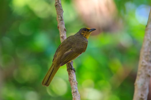 Stripe-throated Bulbul Bird, standing on a branch in nature of thailand