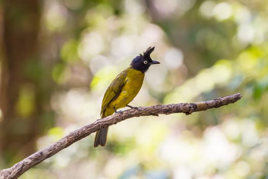 Beautiful bird Black-crested Bulbul , Pycnonotus melanicterus  perched on a branch