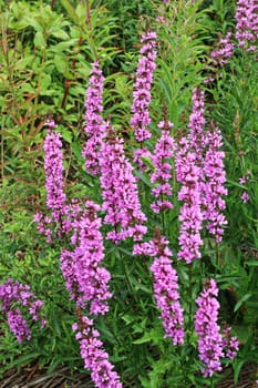wildflower Lythrum salicaria blooming close up, hdr