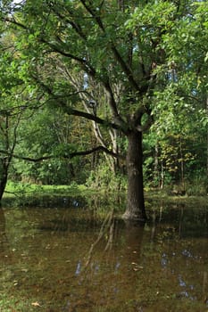 Flooded forest after flood, beautiful landscape