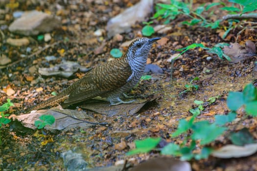 Banded Bay Cuckoo resting on a perch in forest