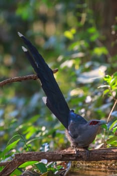 Beautiful of Green billed Malkoha (Phaenicophaeus tristis) in nature
