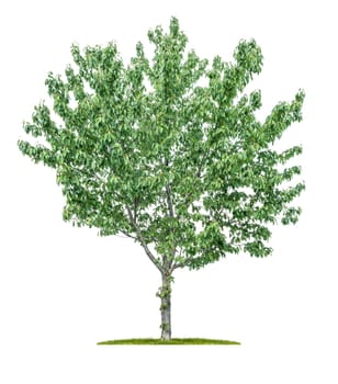 Isolated tree on a white background - Prunus avium - Wild cherry