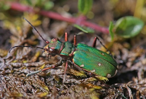 Macro image Field ground beetle or sandpiper Cicindela campestris