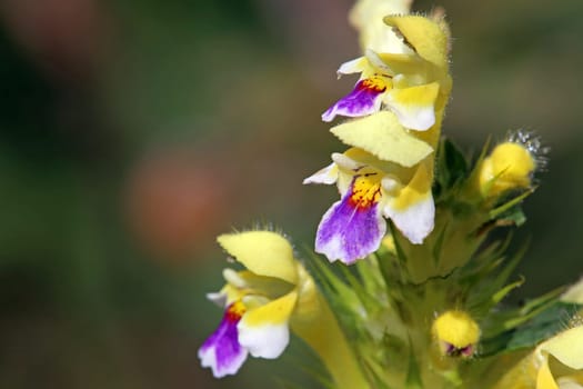 Galeopsis speciosa from the Hohe Tauern National Park