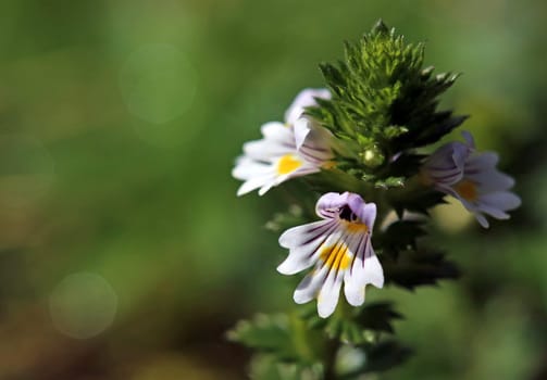 Macro image of eyebright Euphrasia officinalis