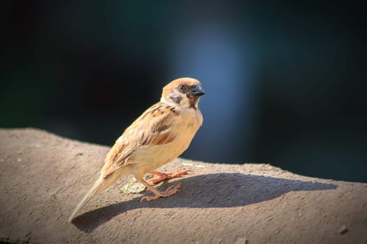 Eurasian tree sparrow on a  black roow. Close-up of a sparrow with bokerh background.