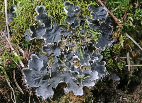 Peltigera praetextata