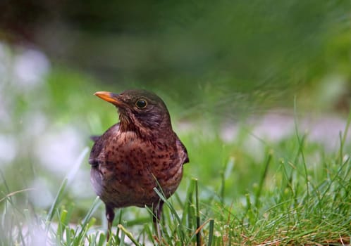 Female blackbird Turdus merula