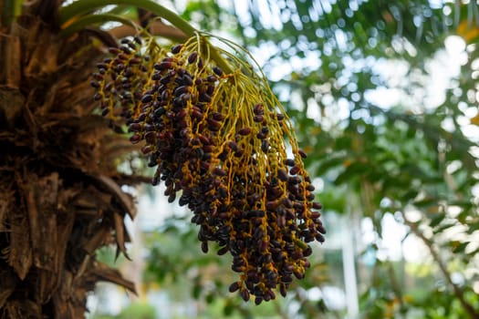 Small fruits of an exotic tree Small fruits of an exotic tree in a bunch, brownin a bunch