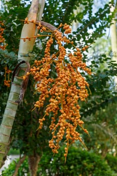 Small fruits of an exotic tree in a bunch, orange