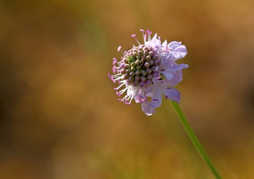 Macro scented scabiosis or grey scabiosa Scabiosa canescens from Sandhausen