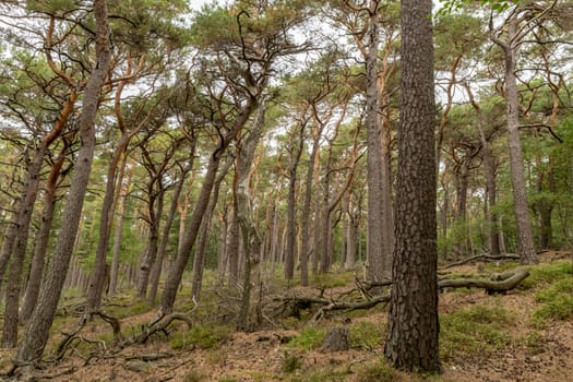 View over a wooded valley with pines and deciduous trees in autumn