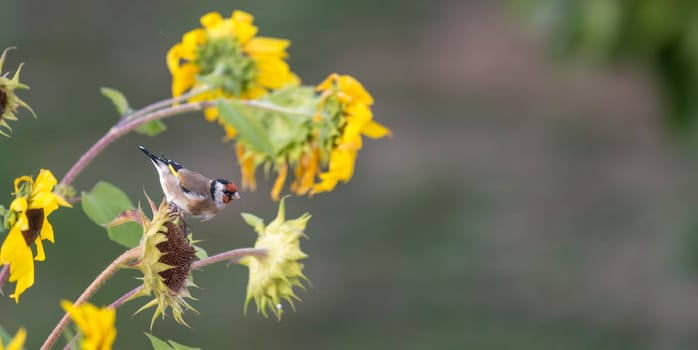 Goldfinch sits on an old sunflower with seeds between blooming sunflowers in front of blurred green background