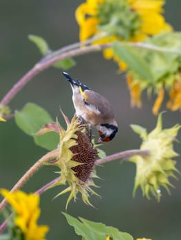 Goldfinch sits on an old sunflower with seeds between blooming sunflowers in front of blurred green background
