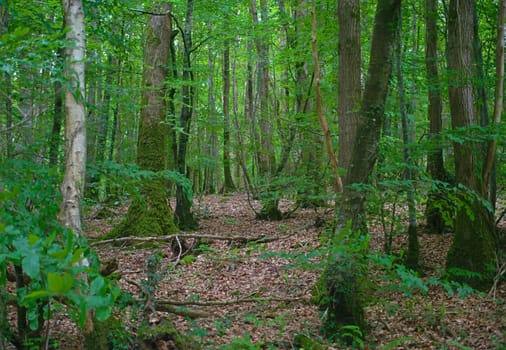 View on tree trunks in inside of at old forest