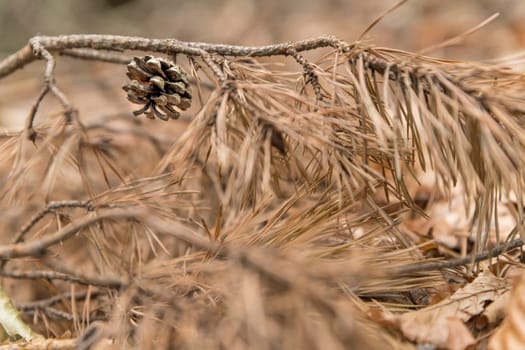 Single old pine cone hangs between dry pine needles on a branch on the forest floor and blurred background with copy space