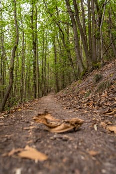 Forest path with green-leafed chestnut trees with blurred dry leaves in the foreground from a frog's perspective