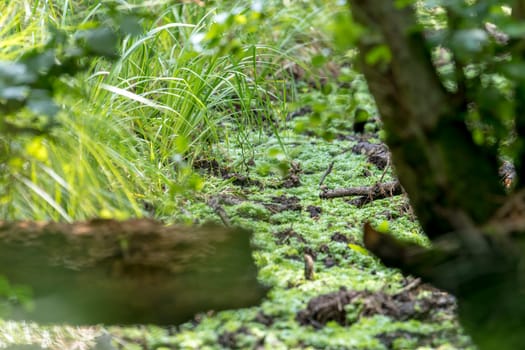 German bog forest landscape with fern, moss, grass and deciduous trees in summer as background