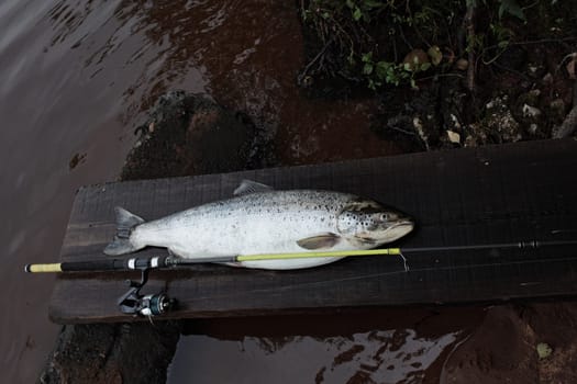successful fishing big trout fish with rod close to