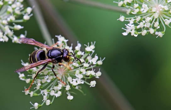 Macro image Medium wasp Dolichovespula media